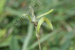Tephrosia tinctoria
